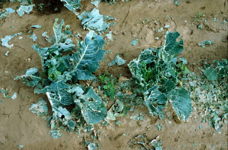 Dolu sonrası yaprakları parçalanmış karnabahar bitkileri